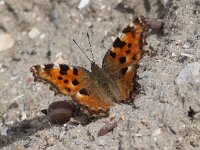 Nymphalis polychloros 6, Grote vos, Saxifraga-Peter Meininger