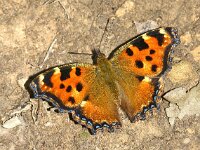 Nymphalis polychloros 7, Grote vos, Saxifraga-Peter Gergely