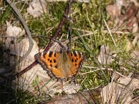 Nymphalis polychloros 8, Grote vos, Saxifraga-Mark Zekhuis