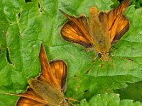 Ochlodes sylvanus 113, Groot dikkopje, Saxifraga-Ab H Baas