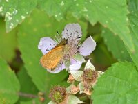 Ochlodes sylvanus 145, Groot dikkopje, Saxifraga-Tom Heijnen