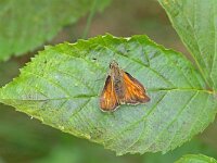 Ochlodes sylvanus 146, Groot dikkopje, Saxifraga-Tom Heijnen