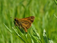 Ochlodes sylvanus 22, Groot dikkopje, Saxifraga-Hans Dekker
