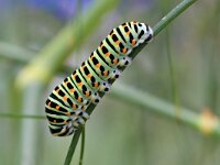 Papilio machaon 111, Koninginnenpage, Saxifraga-Tom Heijnen