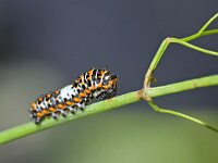Papilio machaon 114, Koninginnenpage, Saxifraga-Tom Heijnen