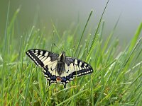 Papilio machaon 115, Koninginnenpage, Saxifraga-Tom Heijnen