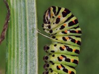 Koninginnepage 244_9A : Papilio machaon, Koninginnepage, Swallowtail, caterpillar, 3de faze on Venkel