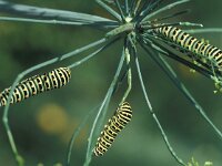 Papilio machaon 5, Koninginnenpage, Vlinderstichting-Wim Rubers