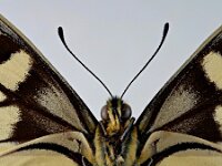 Papilio machaon 77, Koninginnenpage, Saxifraga-Ab H. Baas