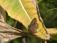 Pararge aegeria 100, Bont zandoogje, Saxifraga-Jan van der Straaten