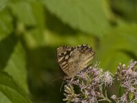Pararge aegeria 102, Bont zandoogje, Saxifraga-Jan van der Straaten
