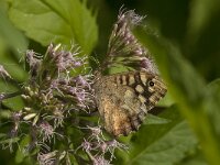 Pararge aegeria 104, Bont zandoogje, Saxifraga-Jan van der Straaten
