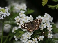 Pararge aegeria 106, Bont zandoogje, Saxifraga-Peter Meininger