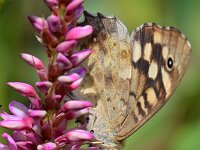 Pararge aegeria 108, Bont zandoogje, Saxifraga-Tom Heijnen