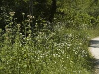 Pararge aegeria 6, Bont zandoogje, habitat, F, Isere, Miribel-Lanchatre, Saxifraga-Marijke Verhagen