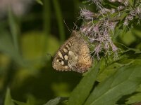 Pararge aegeria 85 Bont zandoogje, Saxifraga-Jan van der Straaten