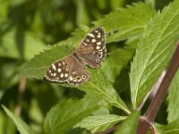 Pararge aegeria 86, Bont zandoogje, Saxifraga-Jan van der Straaten