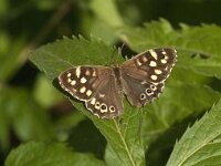 Pararge aegeria 87, Bont zandoogje, Saxifraga-Jan van der Straaten