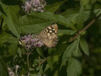 Pararge aegeria 90, Bont zandoogje, Saxifraga-Jan van der Straaten