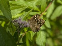 Pararge aegeria 95, Bont zandoogje, Saxifraga-Jan van der Straaten