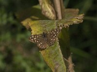 Pararge aegeria 99, Bont zandoogje, Saxifraga-Jan van der Straaten