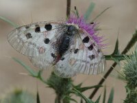 Parnassius apollo 10, Apollovlinder, female, Saxifraga-Jan van der Straaten