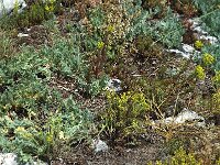 Parnassius apollo 16, Apollovlinder, habitat, Saxifraga-Marijke Verhagen