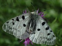 Parnassius apollo 18, Apollovlinder, male, Saxifraga-Jan van der Straaten