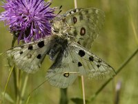 Parnassius apollo 2, Apollovlinder, Saxifraga-Jan van der Straaten