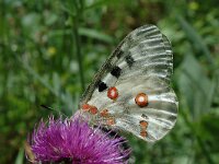Parnassius apollo 31, Apollovlinder, Saxifraga-Jan van der Straaten