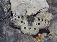 Parnassius apollo 50, Apollovlinder, Vlinderstichting-Hannie Joziasse