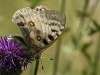 Parnassius apollo 69, Apollovlinder, Saxifraga-Marijke Verhagen