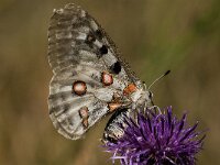 Parnassius apollo 77, Apollovlinder, Saxifraga-Marijke Verhagen