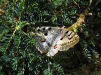 Parnassius apollo 94, Apollovlinder, Saxifraga-Ed Stikvoort