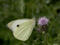 Pieris brassicae 14, Groot koolwitje, Vlinderstichting-Kars Veling