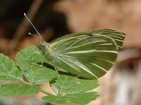 Pieris brassicae 15, Groot koolwitje, Saxifraga-Jan van der Straaten