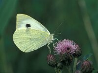 Pieris brassicae 17, Groot koolwitje, Vlinderstichting-Kars Veling