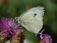 Pieris brassicae 18, Groot koolwitje, Saxifrag-Jan van der Straaten