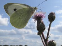 Pieris brassicae 28, Groot koolwitje, Saxifraga-Rob Felix : Animalia, Arthropoda, Insecta, Lepidoptera, Project Natuurbalans, animal, arthropod, butterfly, dier, dieren, geleedpotige, geleedpotigen, insect, insecten, vlinder, vlinders