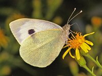 186_13, Groot koolwitje : Groot koolwitje, female, Pieris brassicae, Large white butterfly