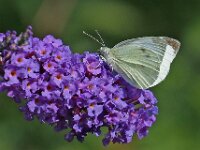 Pieris brassicae 33, Groot koolwitje, Saxifraga-Ab H Baas