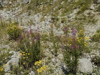 Pieris brassicae 5, Groot koolwitje, habitat, F, Isere, Gresse-en-Vercors, Saxifraga-Jan van der Straaten
