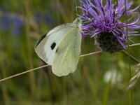 Pieris brassicae 9, Groot koolwitje, Saxifraga-Jan van der Straaten