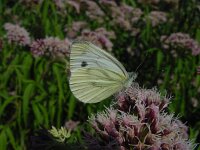 Pieris napi 14, Klein geaderd witje, Vlinderstichting-Fons Bongers