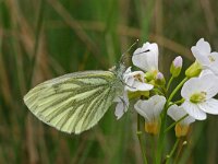 Pieris napi 25, Klein geaderd witje, Vlinderstichting-Kars Veling