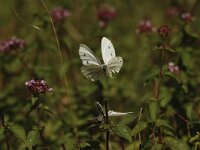 Pieris napi 36, Klein geaderd witje, Saxifraga-Bas Klaver