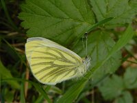 Pieris napi 71, Klein geaderd witje, Saxifraga-Ed Stikvoort : Millingerwaard