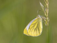 Green veined white  Green-veined white (Pieris napi) resting on grass. This is a butterfly of the family Pieridae : Netherlands, animal, background, beautiful, beauty, black, blossom, butterfly, close, close-up, closeup, colorful, colors, concept, conservation, day, decoration, decorative, eating, environment, europe, european, fauna, feeding, flower, forest, gray, green, green-veined, happiness, happy, insect, macro, male, meadow, morning, napi, natural, nature, pieris, plant, purple, spring, summer, up, vivid, white, wild, wildlife, yellow