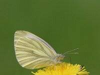 Pieris napi 8, Klein geaderd witje, Saxifraga-Jaap Schelvis