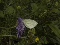 Pieris napi 9, Klein geaderd witje, Saxifraga-Jan van der Straaten